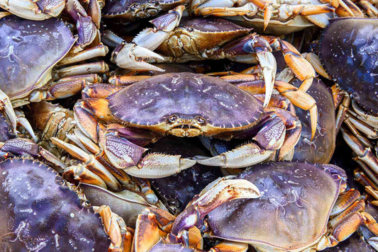 Dungeness Crab (Live)